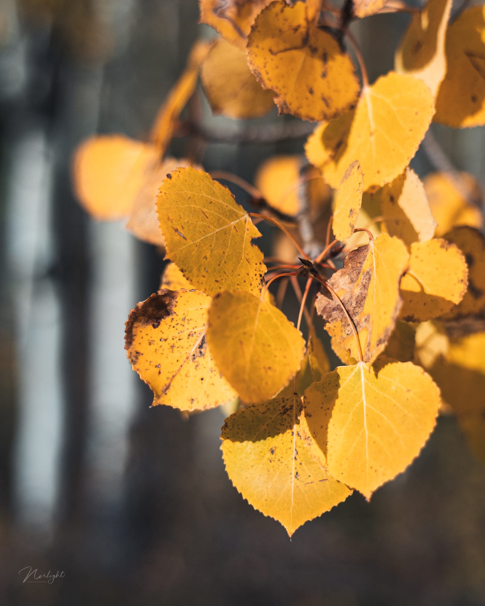 Echoes of Autumn — photo 4