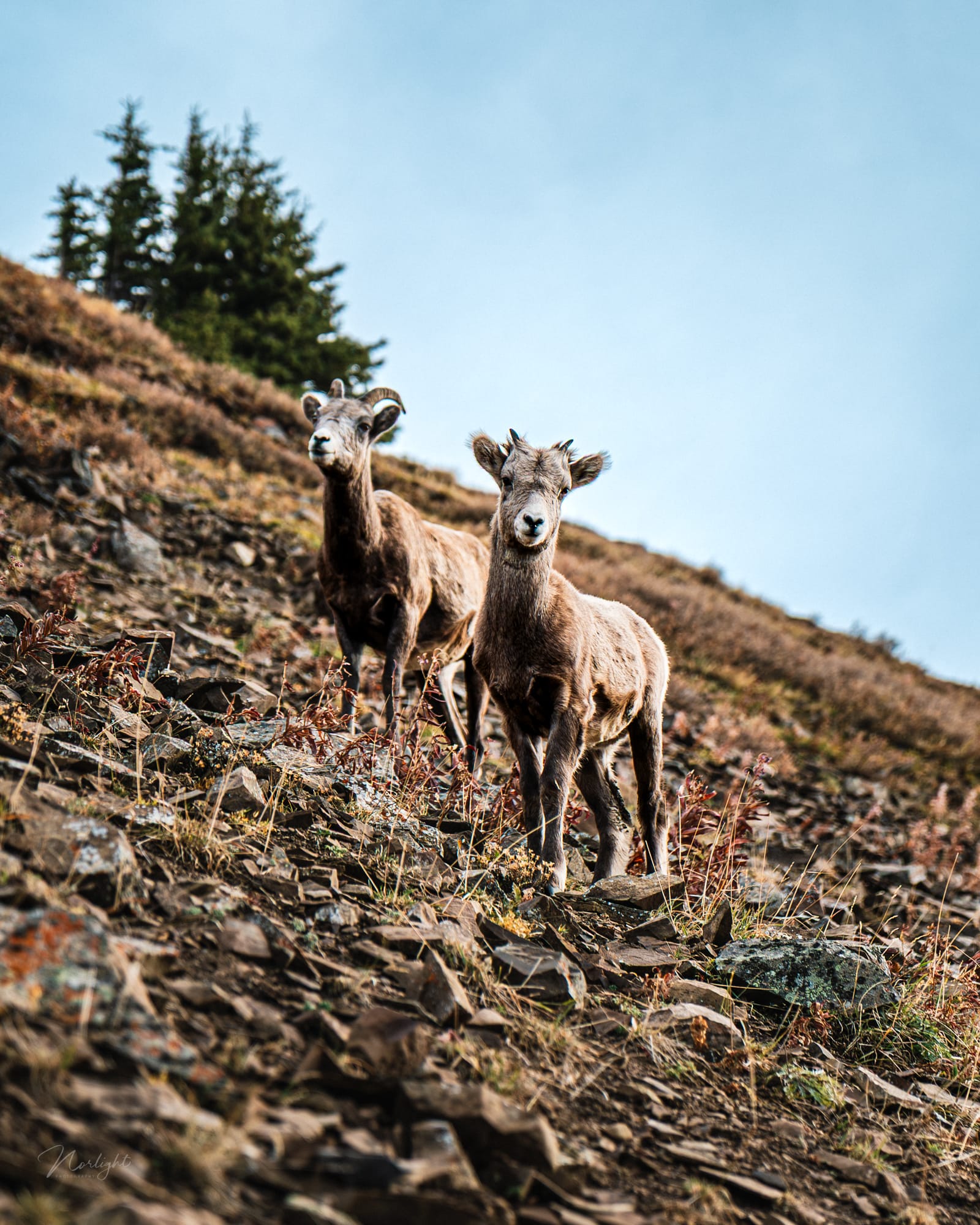Mountain Tops — photo 7